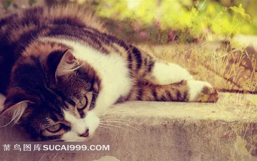 趴着的可爱猫咪