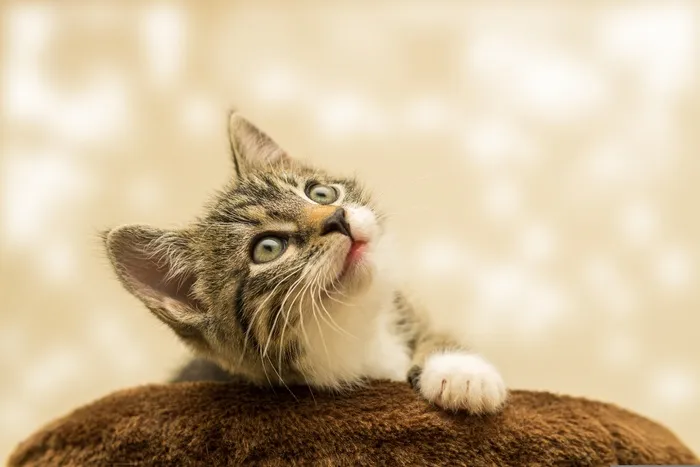 可爱猫猫图片