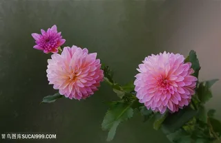 唯美粉色大丽花鲜花图片