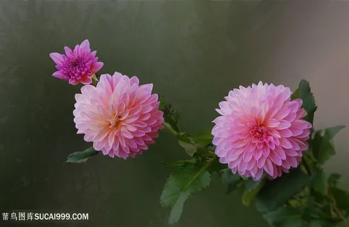 唯美粉色大丽花鲜花图片 唯美粉色大丽花鲜花图片