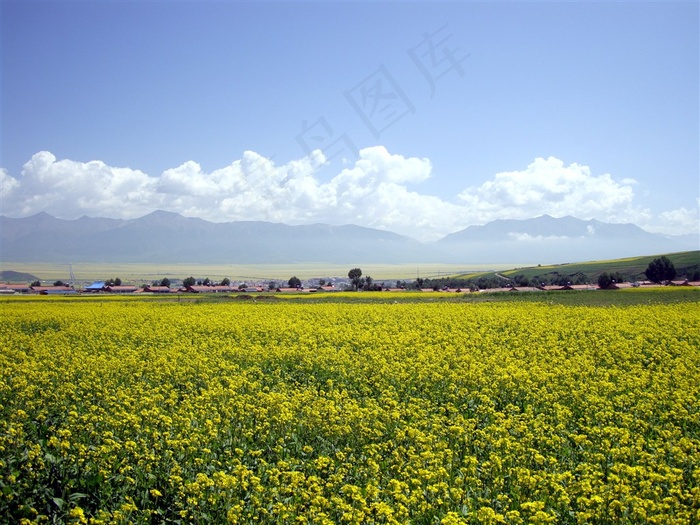 盛夏花海与村落