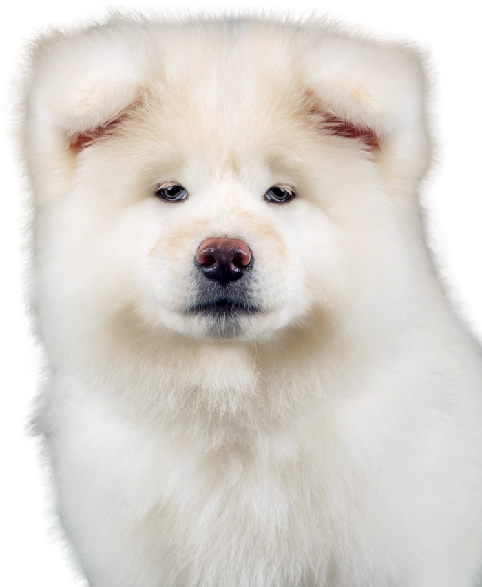 免扣素材实物狗狗摄影
