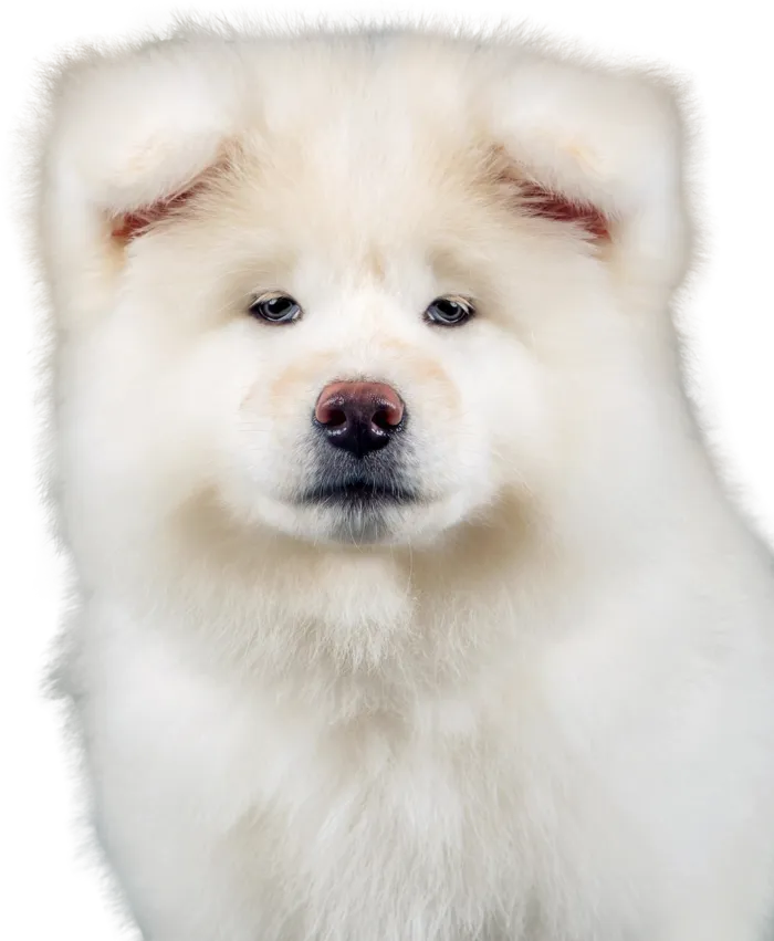 免扣素材实物狗狗摄影