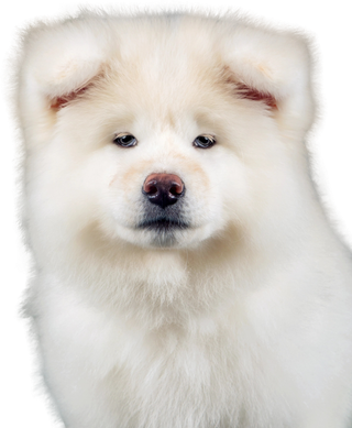 免扣素材实物狗狗摄影