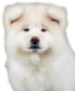 免扣素材实物狗狗摄影 免扣素材实物狗狗摄影