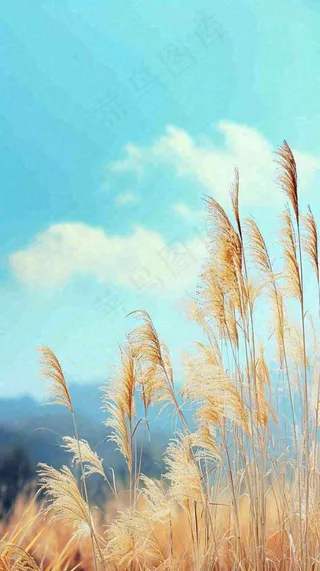 秋天蓝天户外芦苇草，立秋秋分摄影图