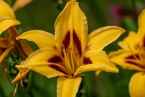 黄花菜花朵图片 黄花菜花朵图片