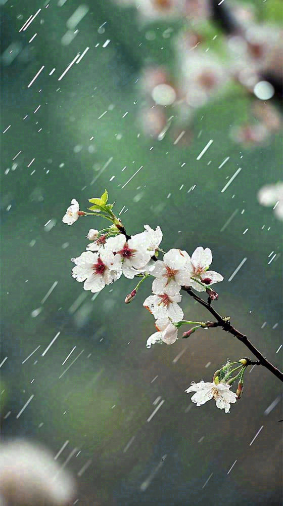 春天白色花朵枝叶在雨中，新鲜绿叶鲜花，雨水谷雨摄影图(816x1456)