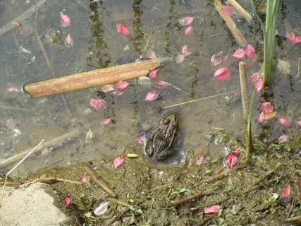 河里青蛙图片下载 河里青蛙图片下载