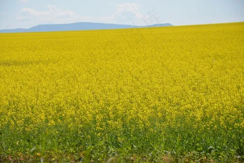 农场油菜花景观图片