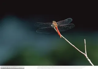 自然生物-树枝上的蜻蜓