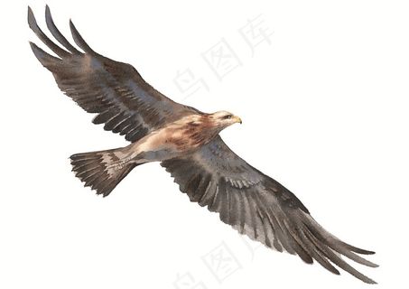 展翅翱翔的雄鹰插画素材