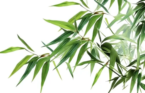 竹叶免抠 竹叶免抠