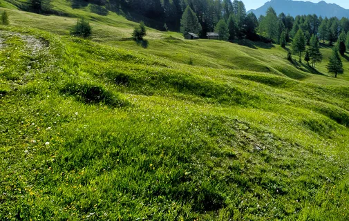 草地背景素材 草地背景素材