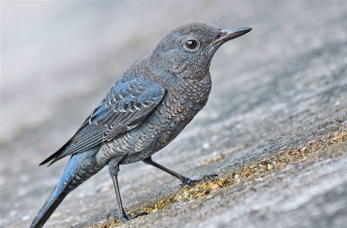 蓝矶鸫图片下载