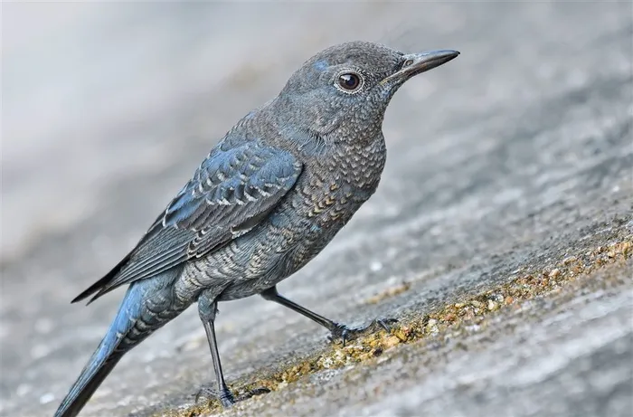 蓝矶鸫图片下载