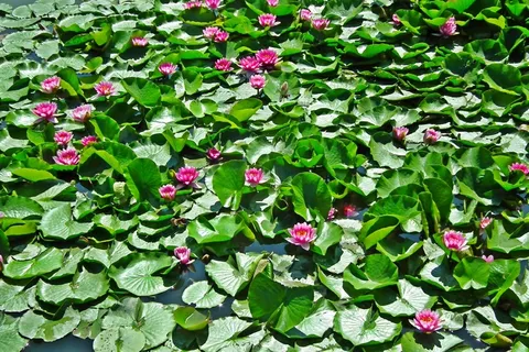 池塘睡莲美丽风景图片 池塘睡莲美丽风景图片
