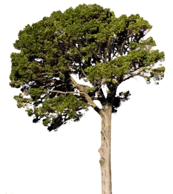 圣诞树免扣png 