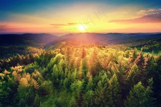 夕阳下的森林美景