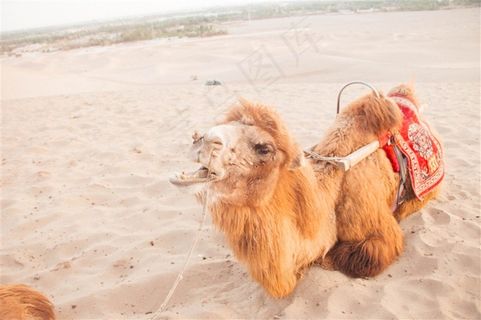 沙漠中的骆驼图片