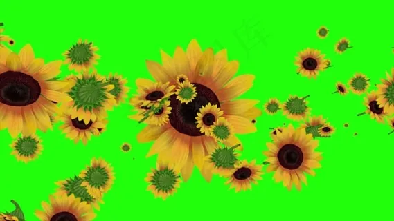 向日葵, 夏天, 华美, 性质, 黄色花, 鲜花, 黄色