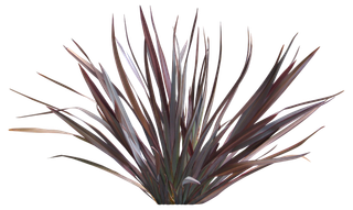 高清树木素材 免抠PSD植物素材 美术绘画园林贴图 树草灌木花草