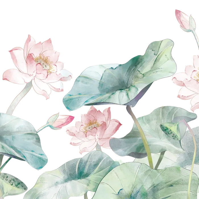 荷花莲花花苞荷叶水墨国画熏染PNG古典