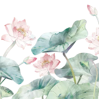 荷花莲花花苞荷叶水墨国画熏染PNG古典