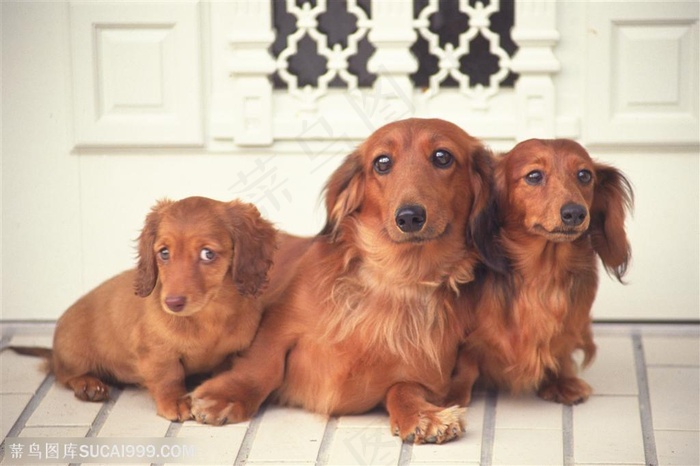 大型犬-一群英卡幼犬