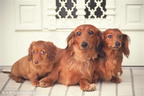 大型犬-一群英卡幼犬
