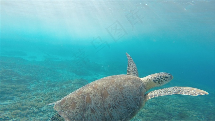 大海里的海龟图片