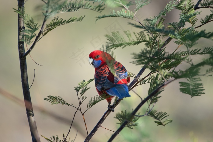 树枝上漂亮彩色鸟图片