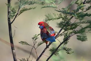 树枝上漂亮彩色鸟图片