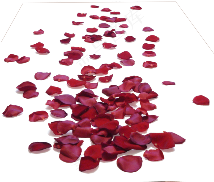 花瓣花朵免扣图片 