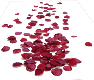 花瓣花朵免扣图片 