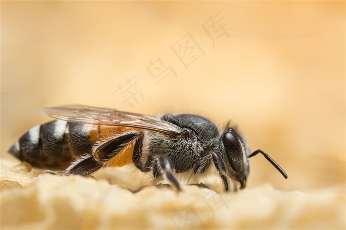 蜜蜂近距特写高清图片