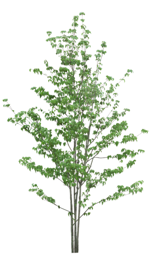 高清树木素材 免抠PSD植物素材 美术绘画园林贴图 树草灌木花草