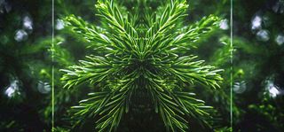 绿色绿植枝叶镜像镜头，新鲜生命力摄影图