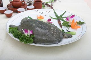 生炒野生甲鱼68元 (5)