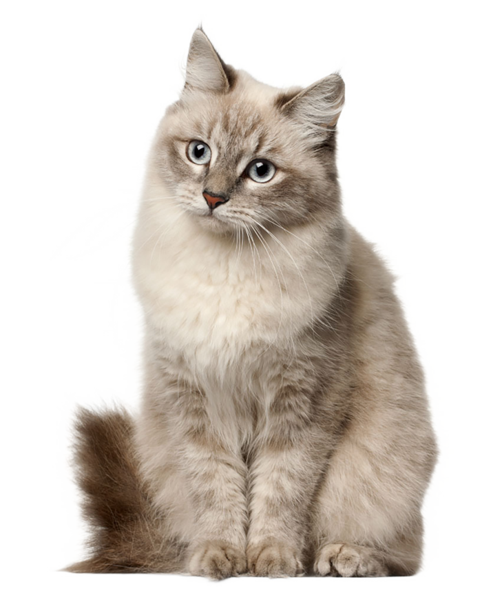呆萌猫咪素材免扣
