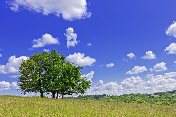 蓝天白云树木图片
