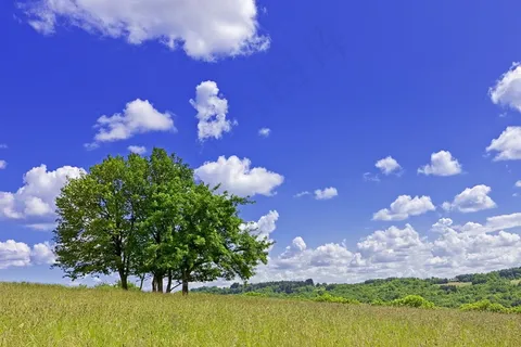 蓝天白云树木图片