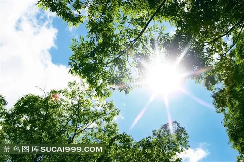 仰视茂密树叶和蓝天白云风景图片