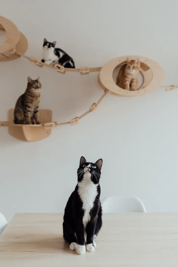 可爱猫咪猫猫摄影素材