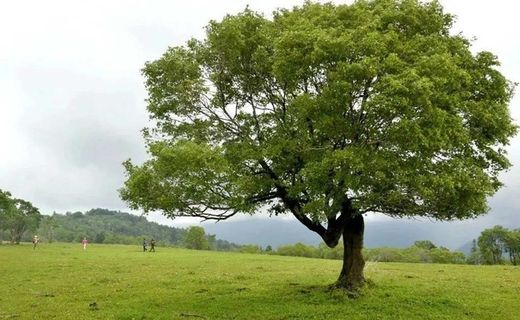 碧绿草原上一颗挺立的大树