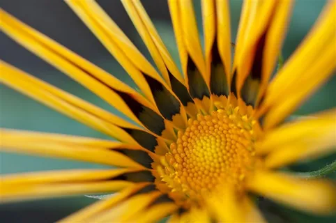 一朵黄色的花微距 一朵黄色的花微距