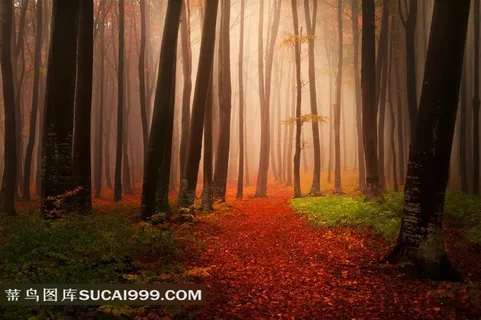 雾蒙蒙的树林摄影高清图片