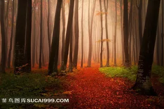 雾蒙蒙的树林摄影高清图片