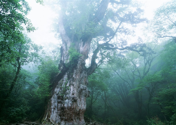 森林风景景观素材