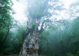 森林风景景观素材